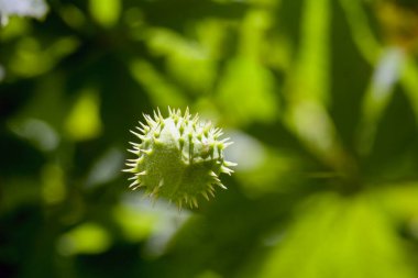 .Bir kestane, açık, dikenli bir kabuk, siyah bir yüzey üzerinde yatıyor