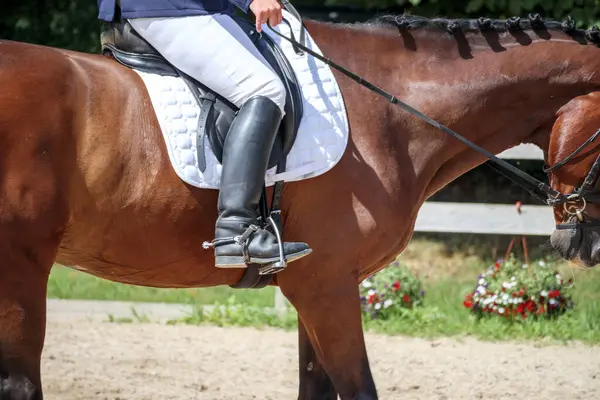 Atlı bir arenada koşumlu kahverengi bir at ve arkasında ağaçlar var..