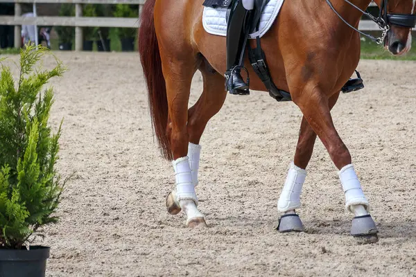 Atlı bir arenada koşumlu kahverengi bir at ve arkasında ağaçlar var..