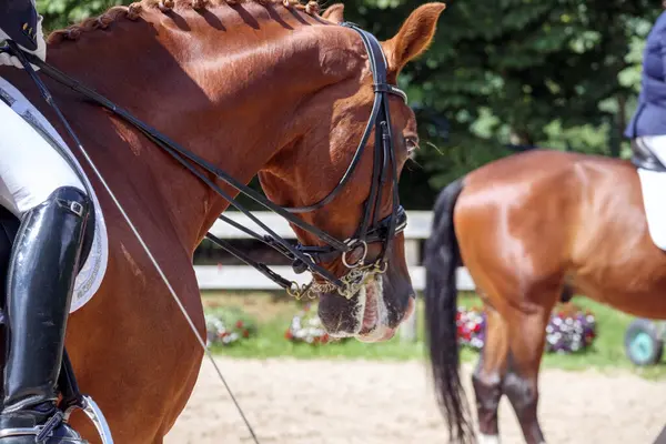 At kafası. Alnında beyaz çizgili ve koyu renk gözlü..
