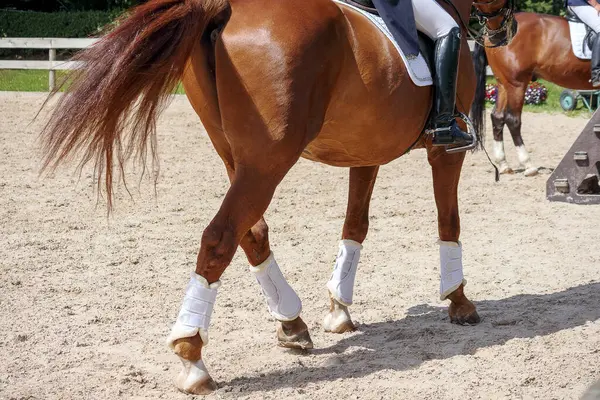 kahverengi at ile binicisi.