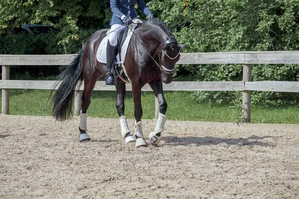 Beyaz bacağı bandajlı siyah bir at sürücüsü kumlu bir arazide birkaç saksı yeşilinin yanında duruyor..