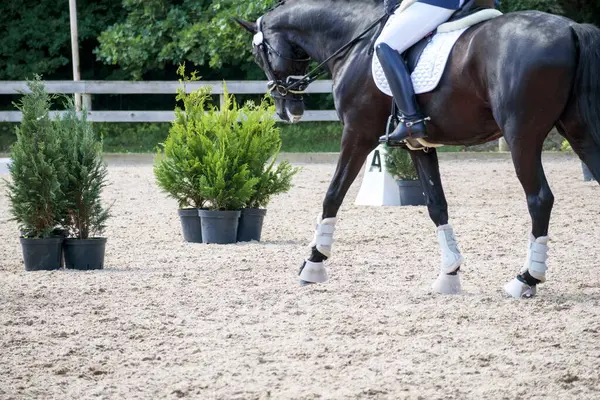 Beyaz bacağı bandajlı siyah bir at sürücüsü kumlu bir arazide birkaç saksı yeşilinin yanında duruyor..