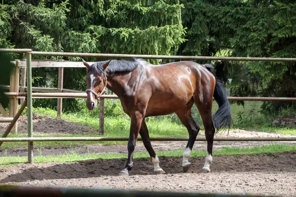 Ağaçlar ve çitlerle çevrili kumlu bir çayırda otlayan bir at..