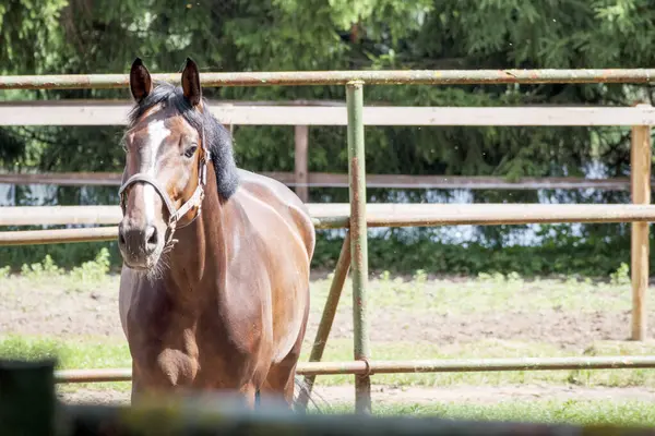 Ağaçlar ve çitlerle çevrili kumlu bir çayırda otlayan bir at..