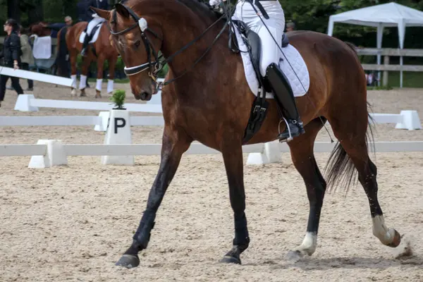 Bir at ve binici kumlu bir arazide at binme yarışına katılıyor..