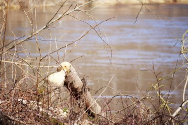 Düşmüş yaprakları ve ölü dalları olan bir ormanda bir ağacı kemiren bir kunduz..