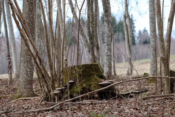 Yosun ve yapraklarla kaplanmış ağaçlarla kaplı orman manzarası.