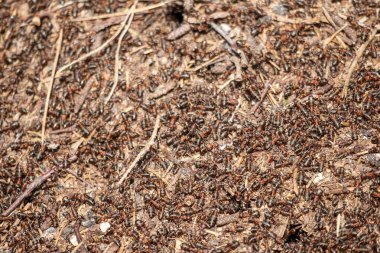 Bir karınca yuvasına yakın çekim. Bir sürü karınca bir yığın toprak, dallar ve iğneler arasında hareket ediyor..