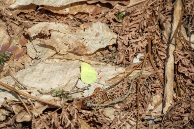 Kahverengi yaprağın üzerinde oturan siyah gözlü yeşil bir kelebek..