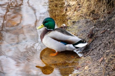 Parlak yeşil kafalı ve sarı gagalı bir ördek kahverengi suda yüzüyor, eşmerkezli dalgalar yaratıyor..
