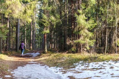 Güneş ışığıyla kaplı kalın kozalaklı ağaçlarla çevrili bir orman yolunda yürüyen bir insan..