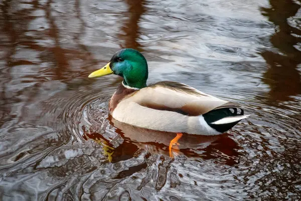 Parlak yeşil kafalı ve sarı gagalı bir ördek kahverengi suda yüzüyor, eşmerkezli dalgalar yaratıyor..