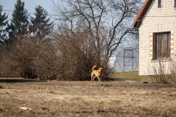 Kırmızı bir köpek açık, kuru bir tarlada duruyor. Arka planda çalılar ve ağaçlar, beyaz bir bina ve seranın yanında..