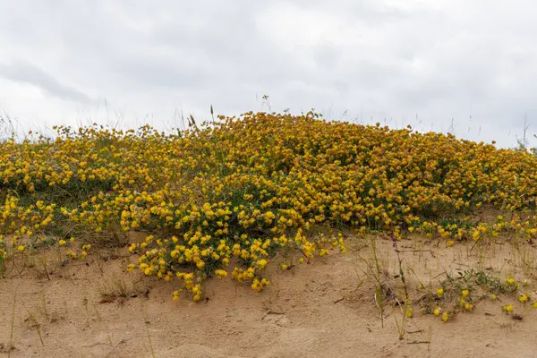 Sarı çiçeklerle kaplı bir kum tepeciği ve her iki tarafında yeşil bitkiler olan bulutlu bir gökyüzü..