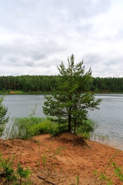 Canlı, genç bir çam ağacı, sakin bir gölün kenarındaki kumlu bir tepecikte gururla durur. Arka planda yoğun bir orman vardır..
