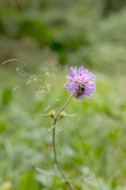 Yumuşak, bulanık yeşil bir arkaplan üzerine kurulmuş narin bir mor kır çiçeğinden polen toplayan bir yaban arısının yakın çekimi.