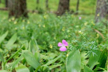 Beş yapraklı narin, mor bir kır çiçeği yemyeşil bir orman zemininin ortasında dikiliyor. Arka planda bulanık ağaçlar var..