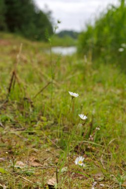 İki narin beyaz papatya, yeşil çimenlerin ve yaprakların arasında dikilir. Arka planda bulanık bir gölet veya su kütlesi vardır..