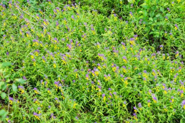 Mor ve sarı kır çiçeklerinin renkli bir karışımıyla yemyeşil bir çayır patlar ve güzel doğal bir duvar halısı oluşturur..