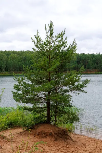 Canlı, genç bir çam ağacı, sakin bir gölün kenarındaki kumlu bir tepecikte gururla durur. Arka planda yoğun bir orman vardır..