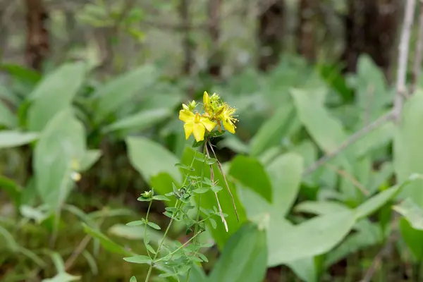 Yeşil yapraklı, parlak sarı kır çiçekleri küçük bir küme yakın çekim, yumuşak bulanık yeşil orman arka planı üzerine kurulmuş.