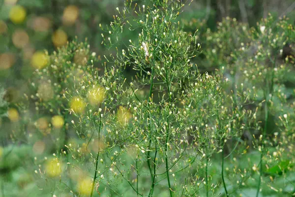  Yeşil yapraklı yeşil bir bitkinin çok sayıda tomurcuğa sahip yakın çekimi, yeşil yaprakların bulanık arka planı ve sarı ışık bokeh.
