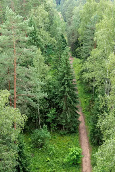 Yükselmiş bir perspektif dar bir toprak yola bakıyor. Yoğun, çeşitli yeşil ağaçlardan oluşan bir orman tepe örtüsünü kesiyor..