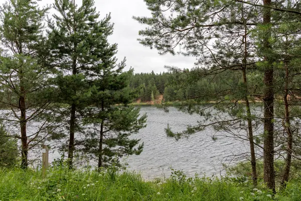 Yüksek çam ağaçlarıyla çevrili kumlu bir orman yolu tepeye yükselir, parlak bir gökyüzünün altındaki bir gözlem kulesinin görüntüsünü ortaya çıkarır..