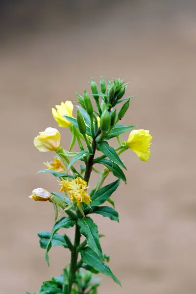 Yumuşak, bulanık bir arka plan üzerine kurulmuş, birden fazla çiçek ve tomurcukları olan canlı sarı bir kır çiçeğinin yakın çekimi.