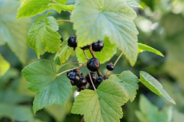 Taze yeşil yapraklar arasında parlak, olgun kuşüzümü ile yüklü bir dal, bereketli bir hasat ve doğal iyilik anlamına gelir..