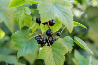  Bir grup koyu, olgun kuşüzümü, canlı yeşil yapraklarla çevrili bir dala asılı, hasada hazır ve doğal iyiliği sembolize ediyor..