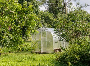 Küçük, berrak bir sera, canlı yeşil ağaçlar ve çalılarla çevrili güneşli bir arka bahçede, bitki yetiştirmek için mükemmel..
