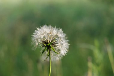 Tamamen olgunlaşmış bir karahindiba tohumu kafasının yakın plan çekimi yumuşak, bulanık yeşil bir arka plana karşı narin, kırılganlığı ve yeni başlangıçları sembolize eder..
