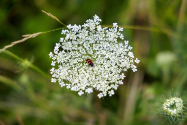 Küçük, çizgili bir böcek, doğanın ve böcek hayatının karmaşık detaylarını vurgulayan narin bir kır çiçeğinin başında yatıyor..