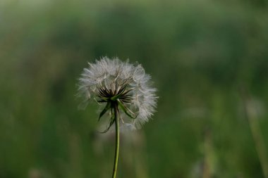 Tamamen olgunlaşmış bir karahindiba tohumu kafasının yakın plan çekimi yumuşak, bulanık yeşil bir arka plana karşı narin, kırılganlığı ve yeni başlangıçları sembolize eder..