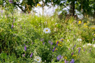 Tek bir beyaz papatya, yeşil çimlerin ve çeşitli kır çiçeklerinin arasında, doğal ışıkla yıkanmış canlı bir çayırda dimdik ayakta duruyor..