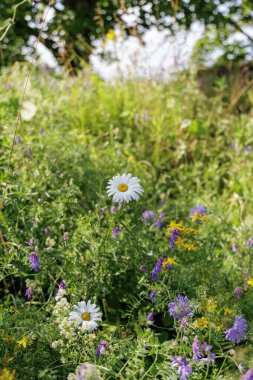 Tek bir beyaz papatya, yeşil çimlerin ve çeşitli kır çiçeklerinin arasında, doğal ışıkla yıkanmış canlı bir çayırda dimdik ayakta duruyor..