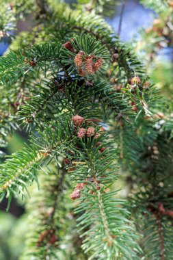 Canlı yeşil bir çam ağacının yakın plan görüntüsü sayısız küçük, gelişmekte olan kozalaklarla süslenmiş orman büyümesini ve doğanın döngüsünü sembolize ediyor..