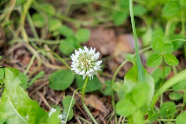 Yeşil çimlerle çevrili, yalnız beyaz yonca çiçeğinin yakın çekimi ve ince doğal dokular, saflığı ve zemin örtüsünü simgeliyor..