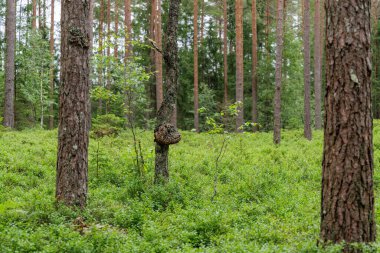 Bir insan, sık, uzun ağaçlı yeşil bir ormanda, böğürtlen toplamayı veya mantar avını önermek için eğilir..