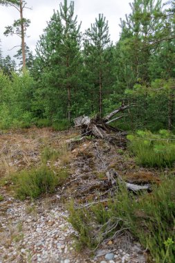 Yeşil ağaçlar ve alçak bitki örtüsüyle çevrili, önde ölü bir ağaç kütüğü ve korunmasız kökleri olan bir orman manzarası..