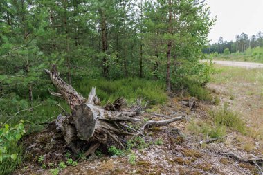  Kökleri ortaya çıkmış eski, yıpranmış bir ağaç kökü bir orman kenarının ön tarafında, çakıl yolu etrafında ve yeşil yapraklarla çevrili..