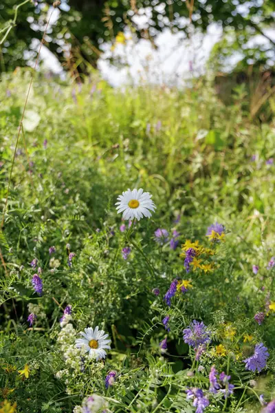 Tek bir beyaz papatya, yeşil çimlerin ve çeşitli kır çiçeklerinin arasında, doğal ışıkla yıkanmış canlı bir çayırda dimdik ayakta duruyor..