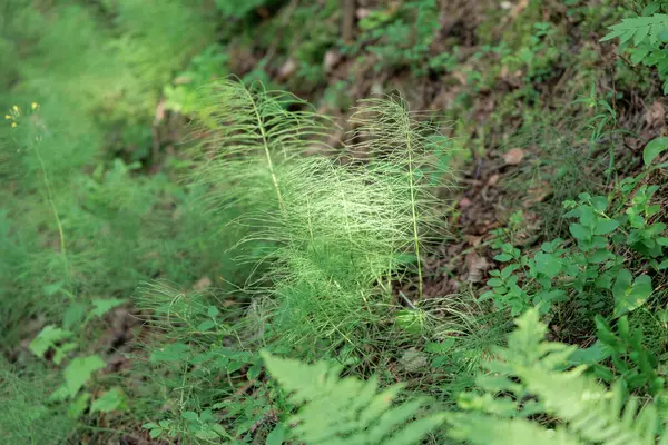 Canlı yeşil at kuyruğu bitkileri diğer orman bitkilerinin ve kahverengi toprağın arasında dimdik ayakta duruyor. Bu bitkiler, sağlıklı vahşi yaşam ve ormanaltı bitkilerini sergiliyor..