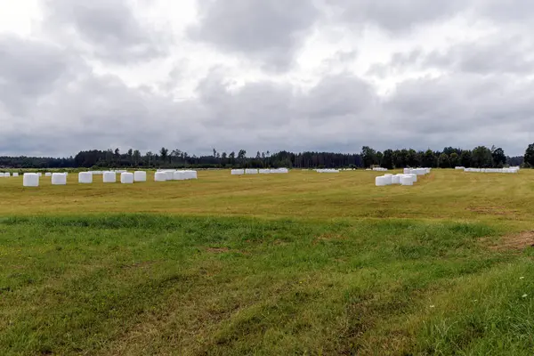 Bulutlu gökyüzünün altında geniş bir kırsal alan, çok sayıda beyaz saman balyasının bulunduğu bir alan, son zamanlarda tarımsal faaliyetleri gösteriyor.