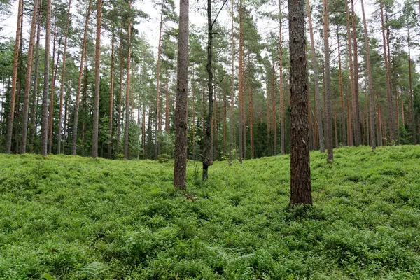 Gökyüzüne yükselen sayısız uzun çam ağacının gövdesi ile dolu canlı yeşil orman zemininin geniş bir manzarası..