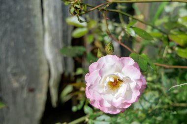 Çiçek açmış güzel pembe ve beyaz bir gül, tomurcuğu ve yeşil yaprakları olan, kırsal ahşap bir arka plana kurulmuş..