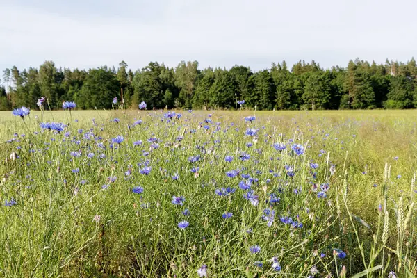 Parlak bir gökyüzünün altında, doğanın güzelliğini sembolize eden uzak bir ormanın olduğu yeşil ekinlerin arasında canlı bir mavi çiçek tarlası..