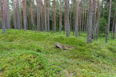 Yoğun bir çam ormanında, uzun ağaç gövdeleri ve düşmüş bir kütükle canlı yeşil yosun ve yaban mersini kaplı bir zeminin yer aldığı huzurlu bir manzara..